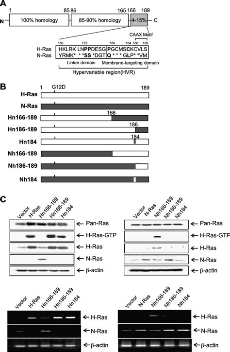 H Ras Hvr Determines The Invasive Migratory Phenotypes Of Mcf A Cells