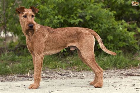 Irish Terrier Dog Breed Information Buying Advice Photos And Facts