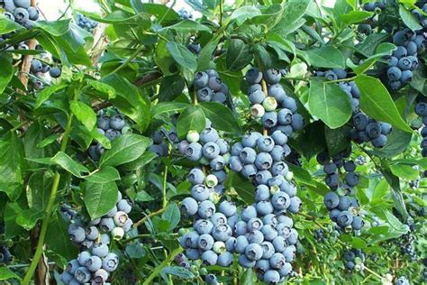 Gajenje Borovnice U Plastenicima Agrosavjet