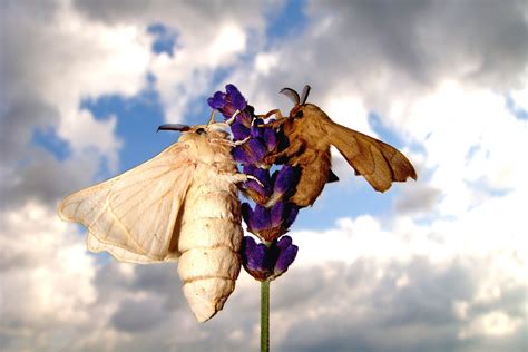National Moth Week: The silkworm moth was domesticated 5000 years ago