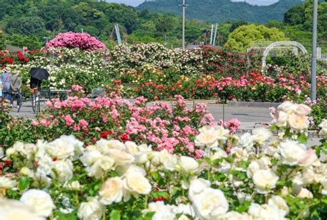 『よしうみバラ公園』しまなみ海道に広がる400種ものバラの花園～！！ あんきにしとるかの？