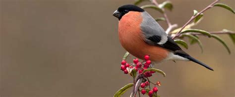 The Bullfinch A Brief History Gardens