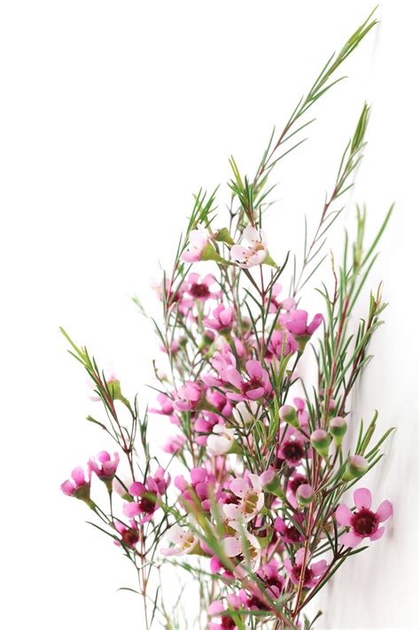 Waxflower, Pink - Jacksonville Flower Market