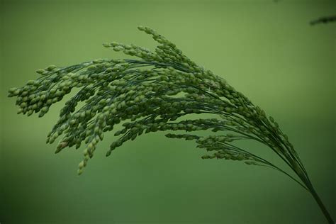 Brown Top Millet Photograph By Deborah Irving Fine Art America