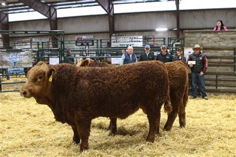 Crossroads Beef Expo Pen Youth Show Winners Your West Central Voice