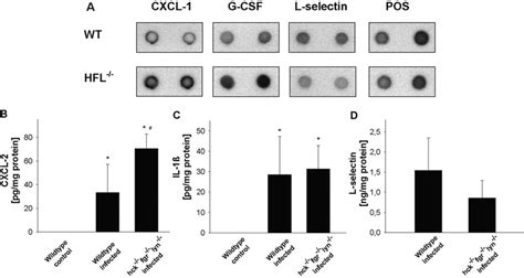 Cerebral Up Regulation Of Cxcl G Csf And Cxcl In Hck Fgr Lyn