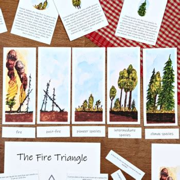 Wildfire & Succession Mini Study: Forest fire unit study, forest ecology lesson