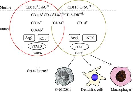 Surface Markers And Suppressive Mechanisms Of Mdscs In Murine Cancer