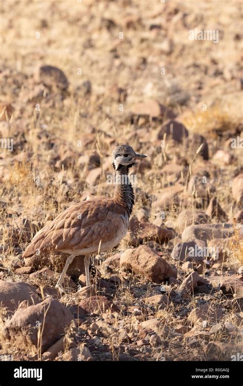 Namibian Birds Hi Res Stock Photography And Images Alamy