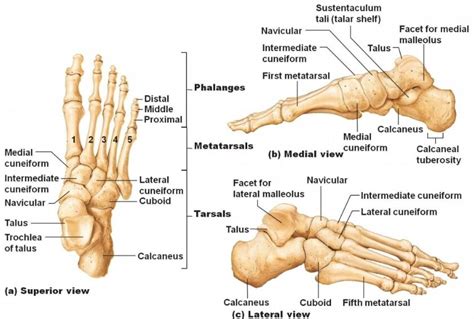 Foot-bone-tarsal-bone-anatomy-1 - Podiatry HQ