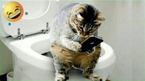 The Cat Plays With The Phone In The Toilet L Funniest Cat Videos L