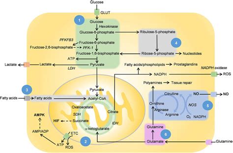 [1] Glycolysis [2] Tricarboxylic Acid Tca Cycle And Oxidative Download Scientific Diagram