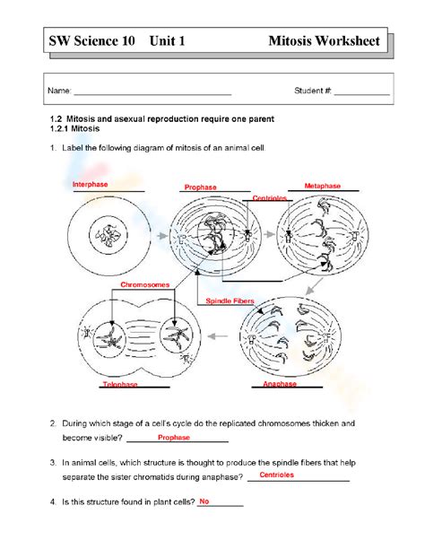 Mitosis Worksheet Worksheets Library Worksheets Library