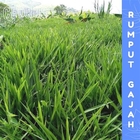 Jual Benih Rumput Gajah Isi Bibit Biji Shopee Indonesia