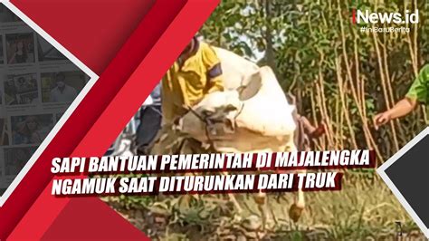 Sapi Bantuan Pemerintah Di Majalengka Ngamuk Saat Diturunkan Dari Truk