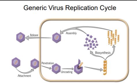 Virology Virus Pathogenesis Disease Flashcards Quizlet