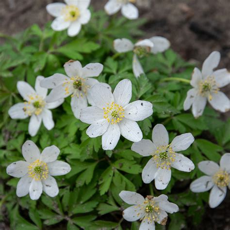 Anemone Nemorosa Bosanemoon Makkelijke Planten