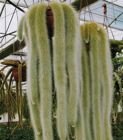 The Monkey Tail Cactus Cleistocactus Colademononis Succulent City