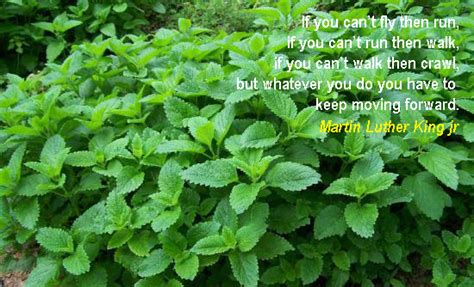 Balm, herb you know betterThe Bio Oasis - The Bio Oasis