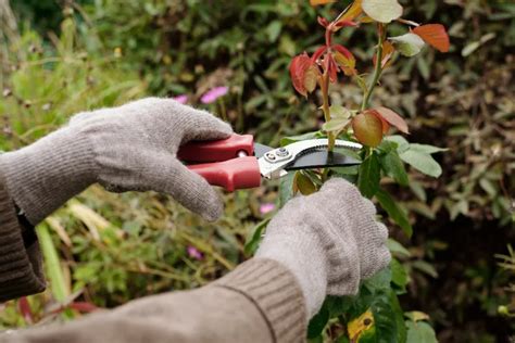 Quel Est Le Mois Pour Tailler Les Rosiers Nos Top Astuces