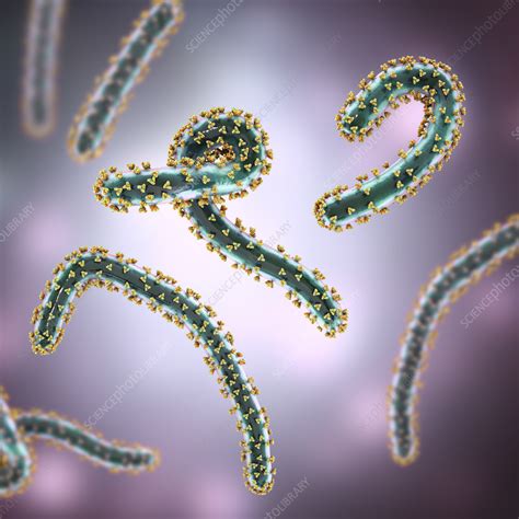 Marburg Viruses Illustration Stock Image F0378005 Science Photo