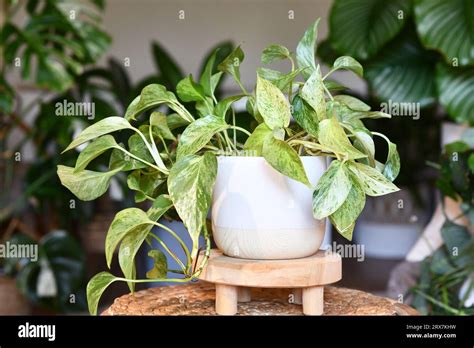 Tropical 'Epipremnum Aureum Marble Queen' pothos houseplant with white ...