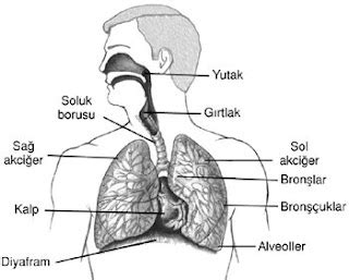 Solunum Sistemi Anatomisi Temel Sağlık Bilgisi