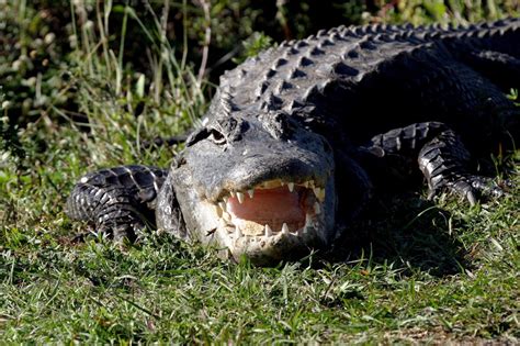 Can You Outrun an Alligator? – Fauna Facts