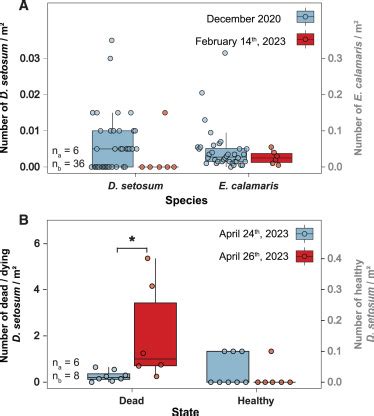 Mass Mortality Of Diadematoid Sea Urchins In The Red Sea And Western