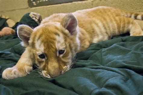 Bengal Cub 2 Month Old Bengal Tiger Cub The Pug Father Flickr