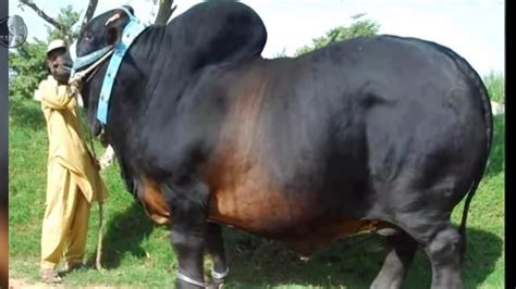 পৃথিবীর শবচেয় বর গরু Biggest Cow Of The World সাবস্ক্রাইবার করুন Youtube