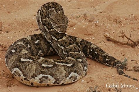 Bitis Arietans Somalica Somalian Puff Adder Reptiles And Amphibians