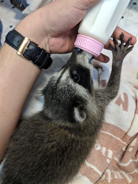 Bottle feeding a 7 week old baby raccoon [OC] : r/aww