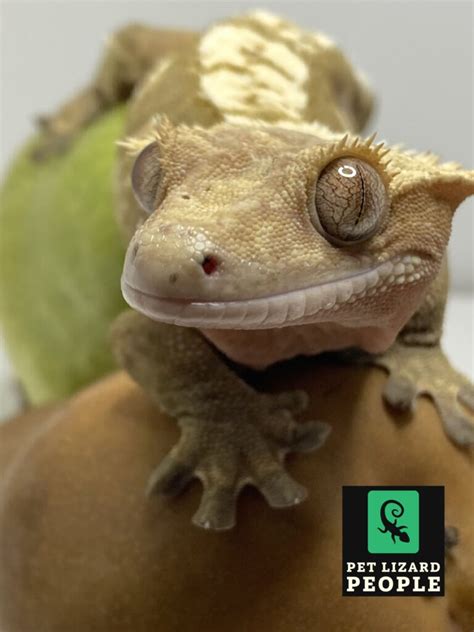 Can Crested Geckos Eat Pears? A Feeding Guide