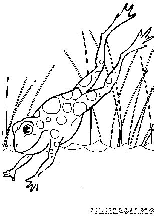 Coloriage Grenouilles Gratuit 2534 Animaux