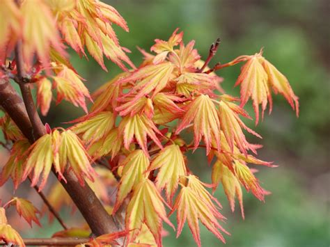 Acer Palmatum „orange Dream Arboretum Laßnitzhöhe