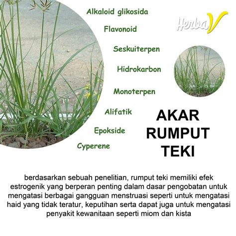 Obat Herbal Untuk Nyeri Haid Berlebihan