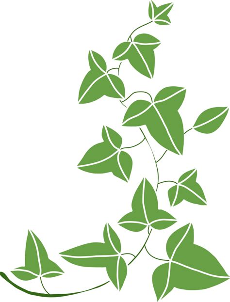 Simplicity Ivy Freehand Drawing Flat Design 11704524 PNG