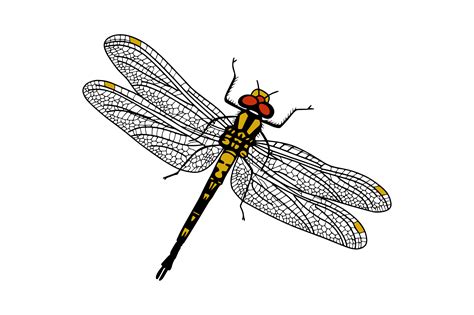 Dragonfly - Drawing from a Real Species Graphic by Urtica Design ...