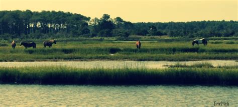 Assateague Island horses | Island horse, Horses, Island