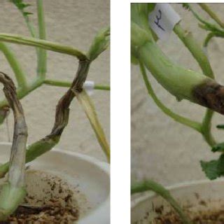 The Symptoms Of Sclerotinia Stem Rot On Canola As By Using Petiole