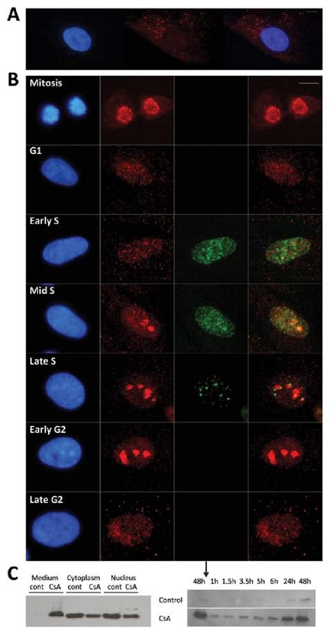 Immunofluorescence Staining Of Primary Fibroblasts Cell Cultures A