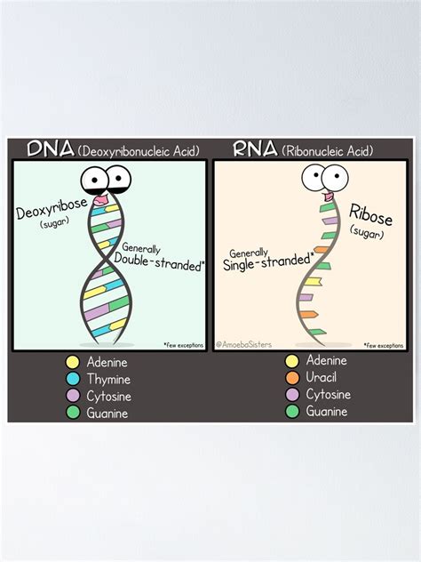 "DNA vs RNA Poster" Poster for Sale by amoebasisters | Redbubble