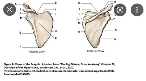 Solution Anatomical Diagrams 1 Studypool