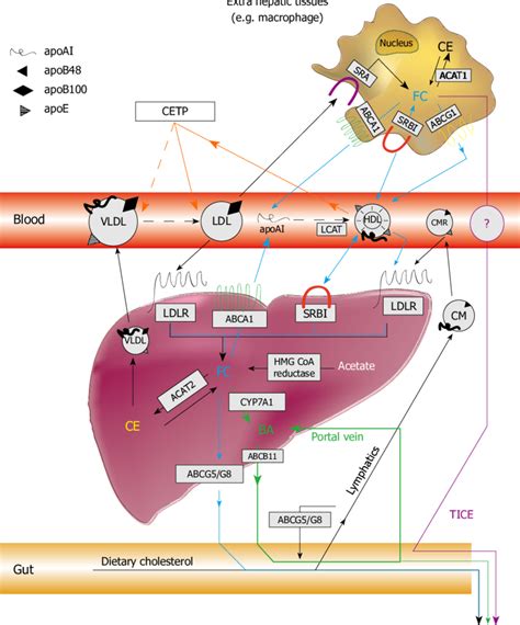 Schematic Overview Of Cholesterol Bile Acid And Lipoprotein