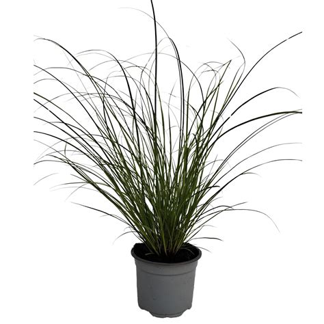 Grow By Obi Japan Segge Phoenix Green Hellgr N Topf Ca Cm Carex