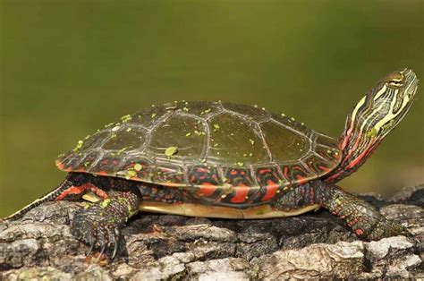 Painted Turtle Care (Chrysemys Picta) – Crestwood Animal Hospital