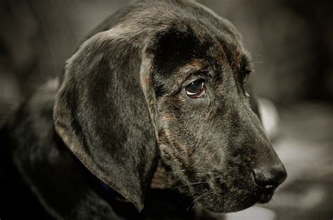 Plott Hound Dog Breed Information And Pictures Livelife