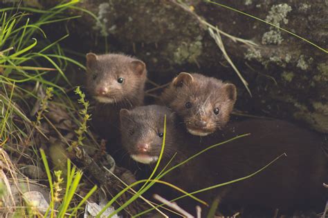 The Danish mink farm industry