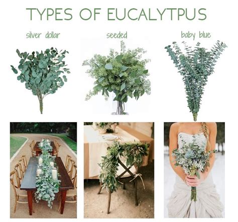 Flower Fact Friday: Eucalyptus - Virgin Farms